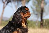 KING CHARLES SPANIEL 144